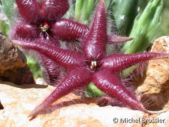 Stapelia asterias © M.Brossier (23)